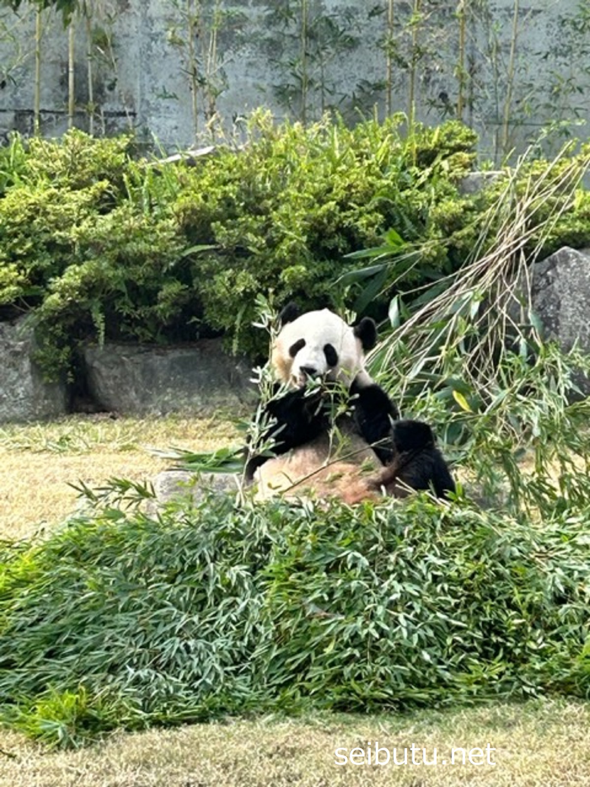 和歌山アドベンチャーワールドのパンダ