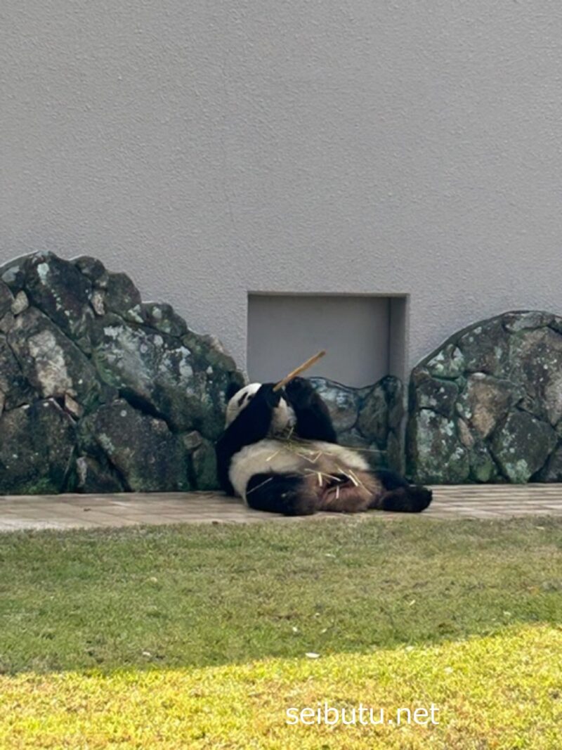 アドベンチャーワールドの飼育場で遊ぶパンダ