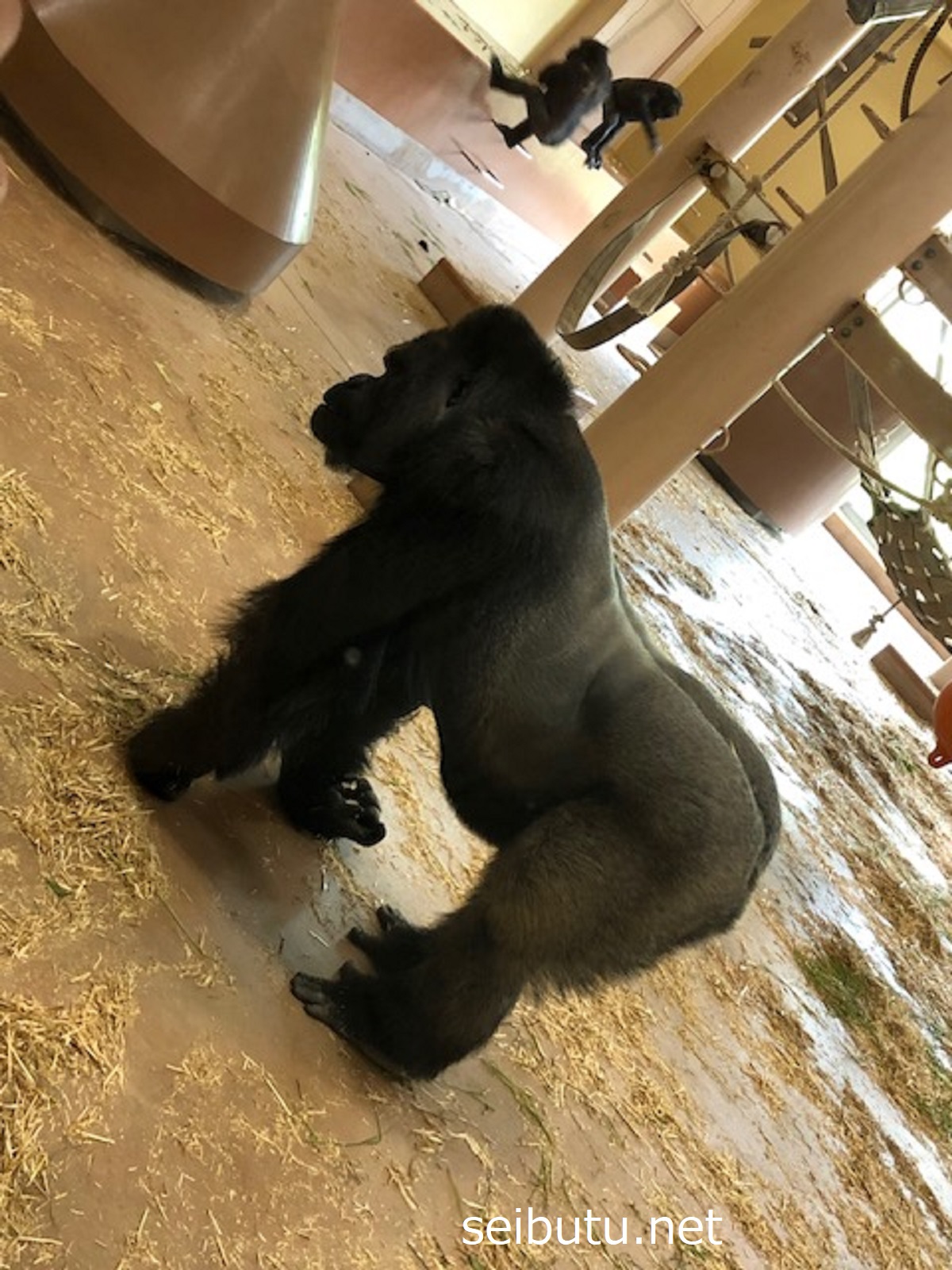 東山動物園のシャバーニ