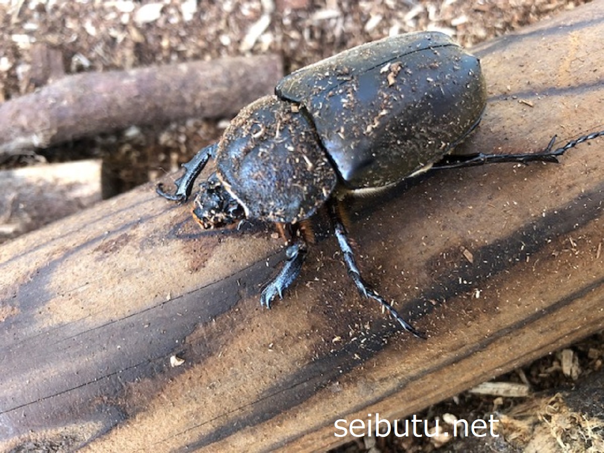 卵を産むカブトムシのメス