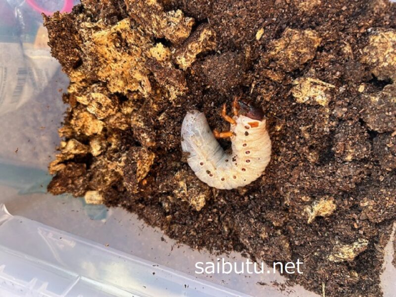 カブトムシ幼虫土の上