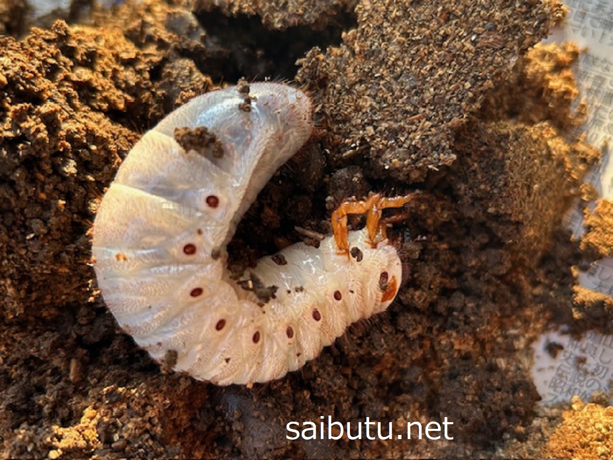 カブトムシの幼虫