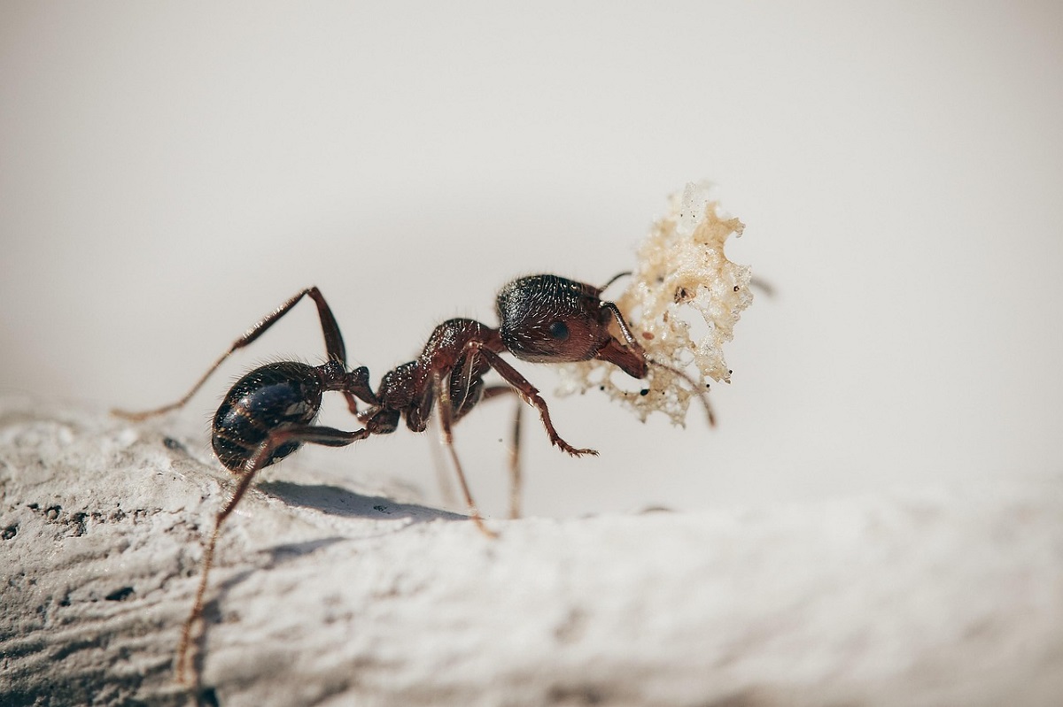 カマキリが食べるアリ