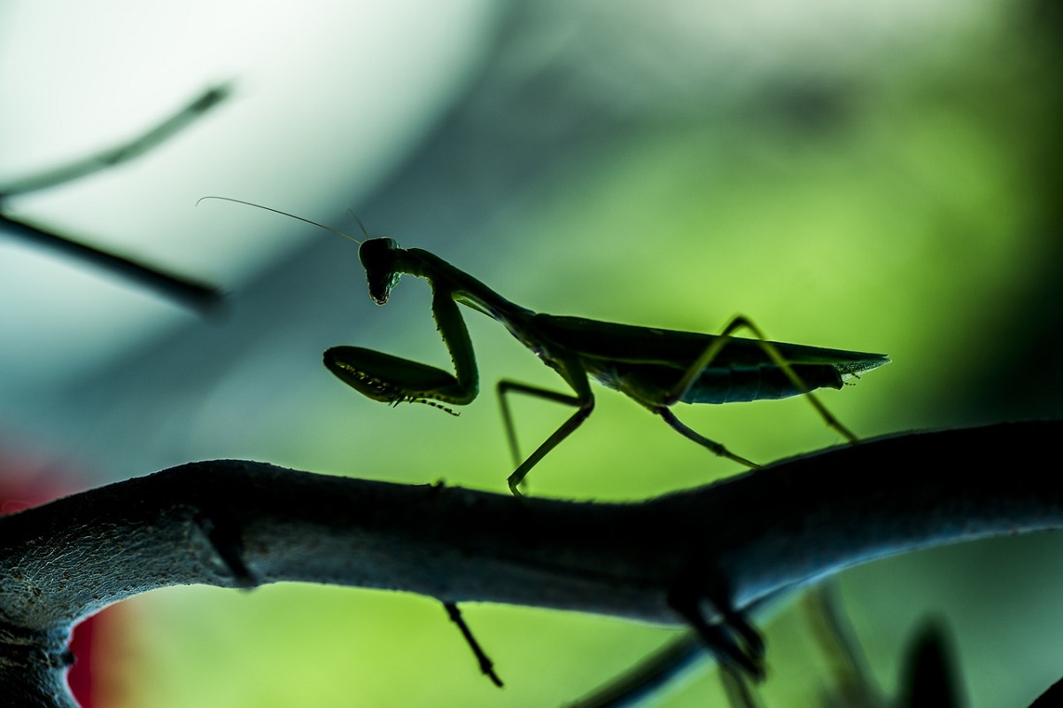 天敵に襲われるカマキリ
