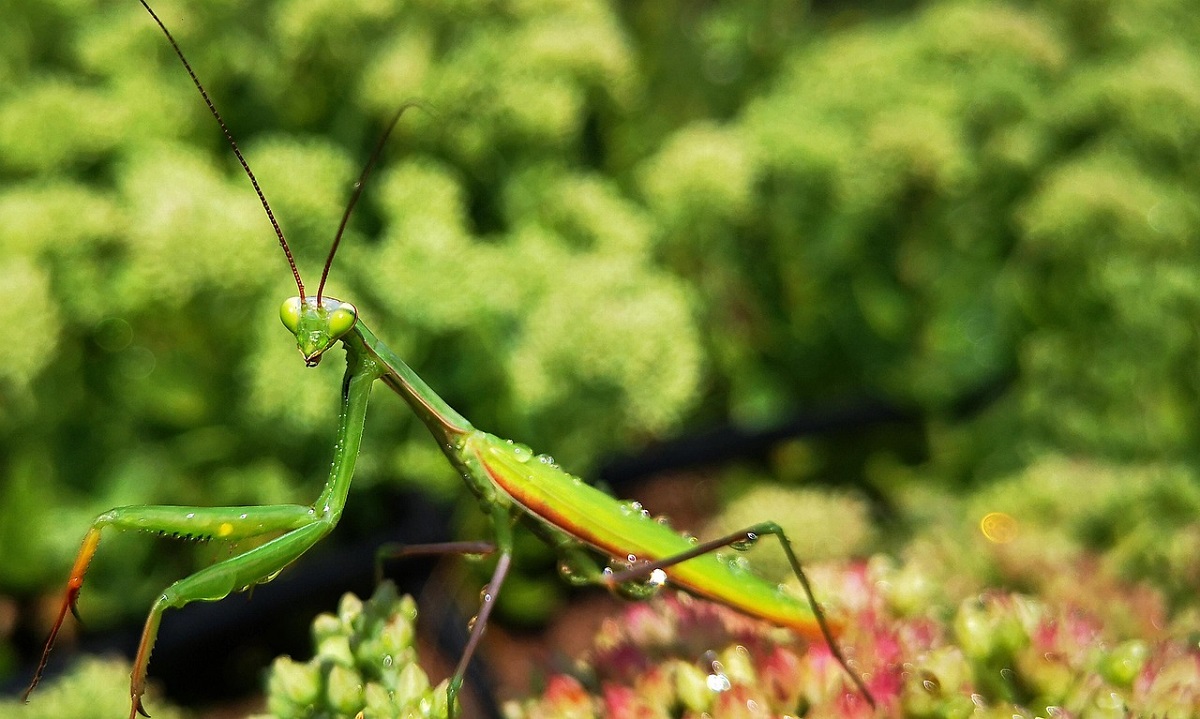なつくカマキリ