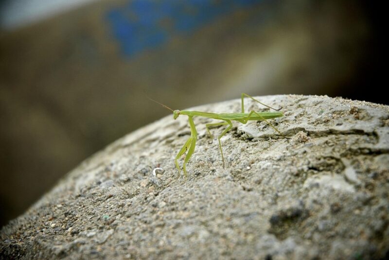 カマキリの赤ちゃん