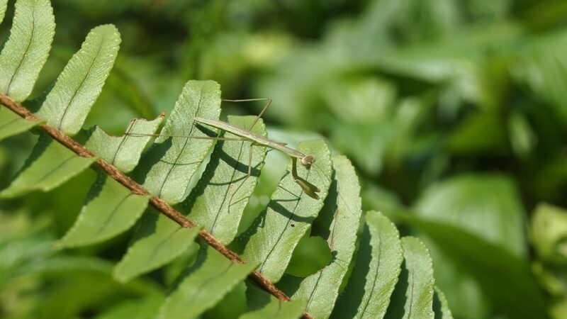 孵化したカマキリの赤ちゃん
