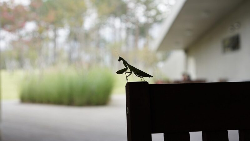 カマキリ死ぬとき