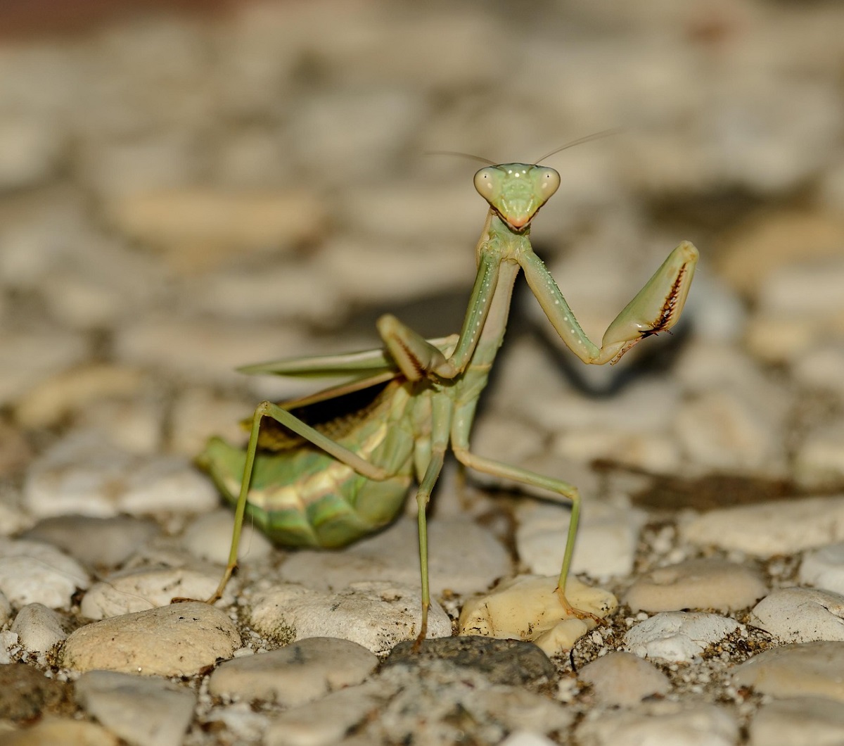 カマキリの威嚇のポーズ