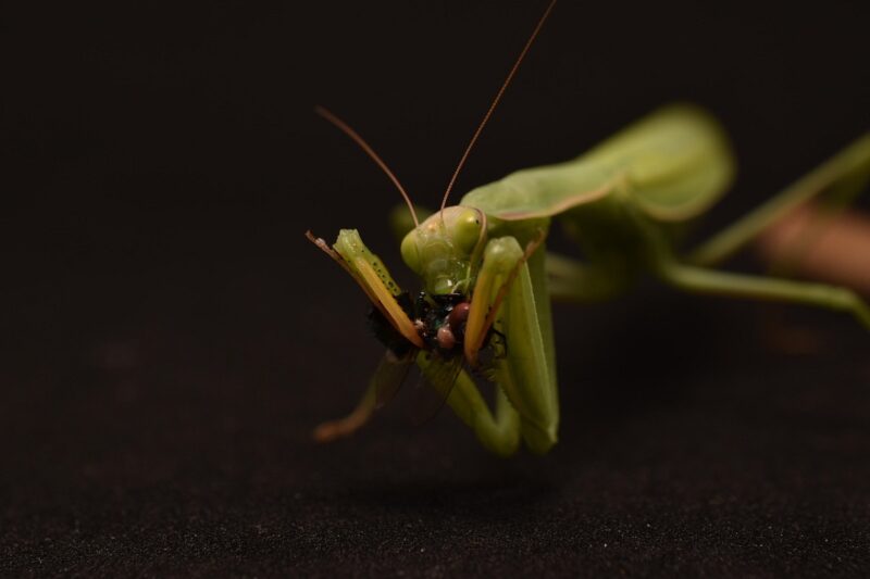 アリを食べるカマキリ