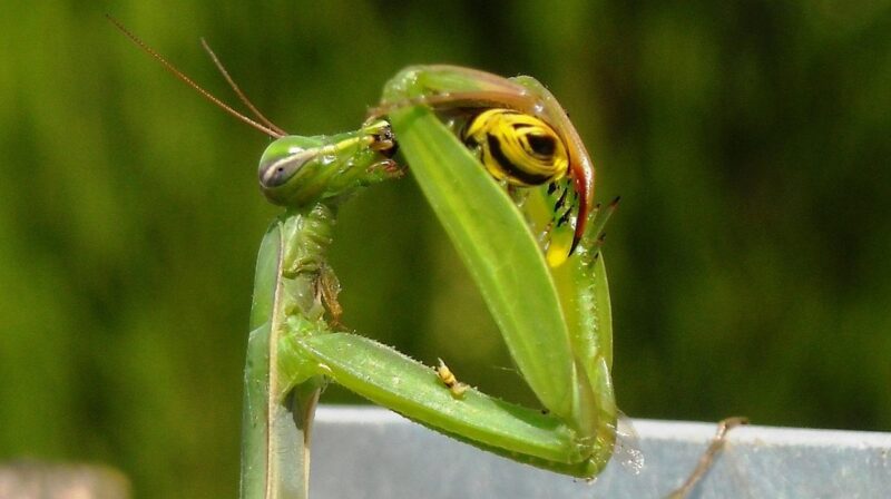 カマキリの捕食の様子